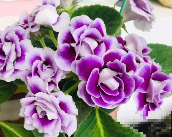 家里阳光少适合养它，放北阳台就能呼呼窜骨朵，开出花来华丽雍容