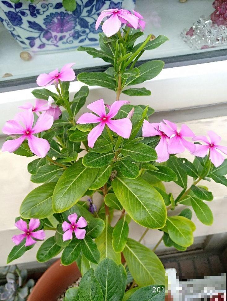 这4种花能开好几个月，窗台再小也能养，年年开爆盆！