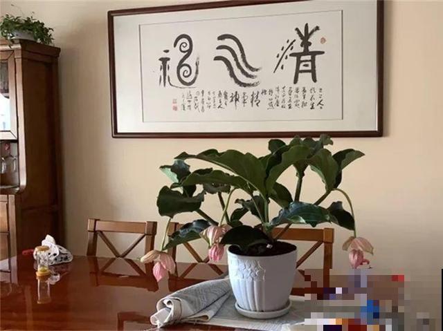 最让人心动的网红花，客厅摆盆它，一开就是3个月！