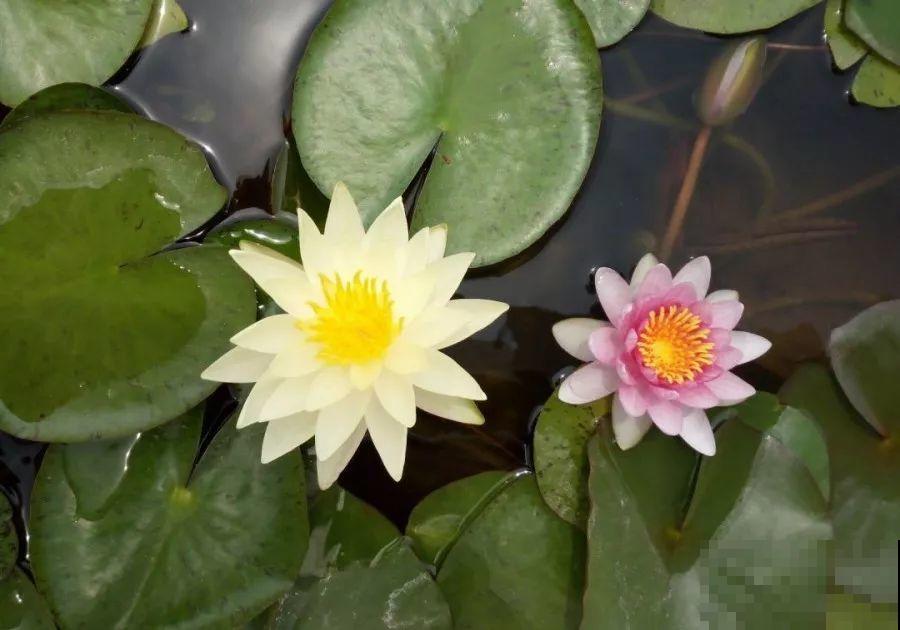 这花连开10个月，老妈非说是假花，幸好没拔！