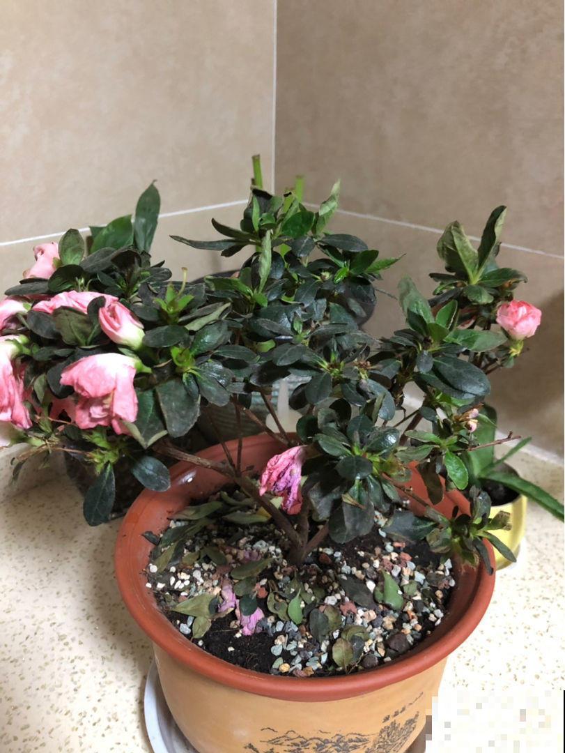 这花开起来真好看，花期还长，这样做不落叶！