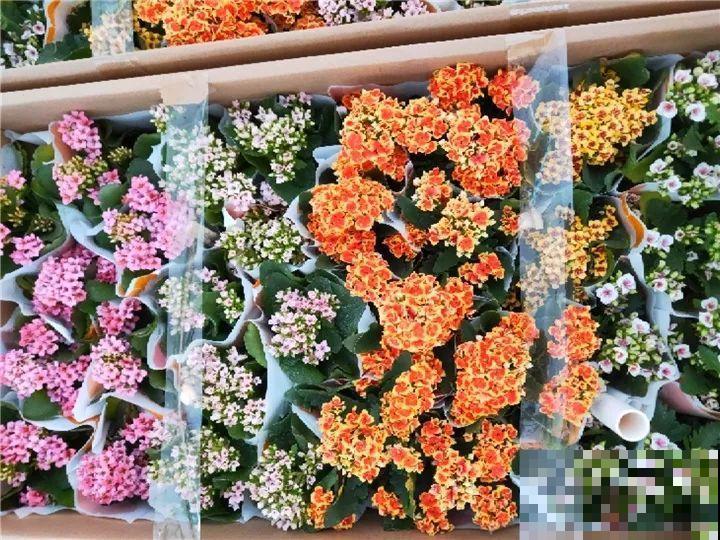 5种花开完赶紧剪一刀，10天一勺肥，还能再开2、3次！