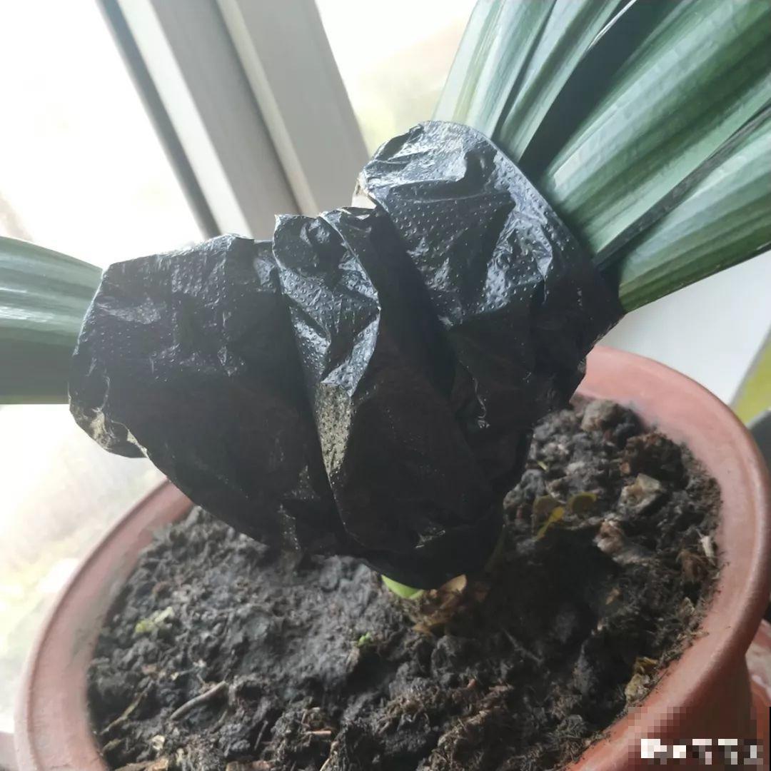君子兰夹剪怎么办？这样一绑，自己蹭蹭窜出来！