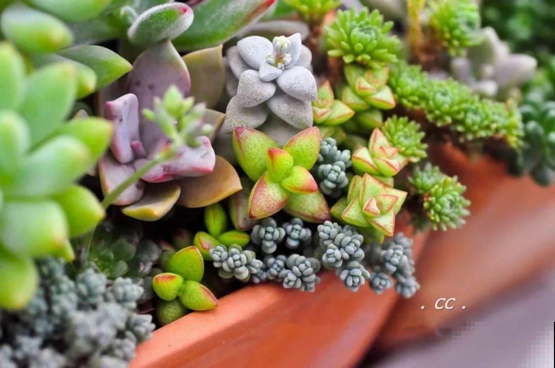 一个盆种了9种花，老妈非说养不好，差点被拔光！