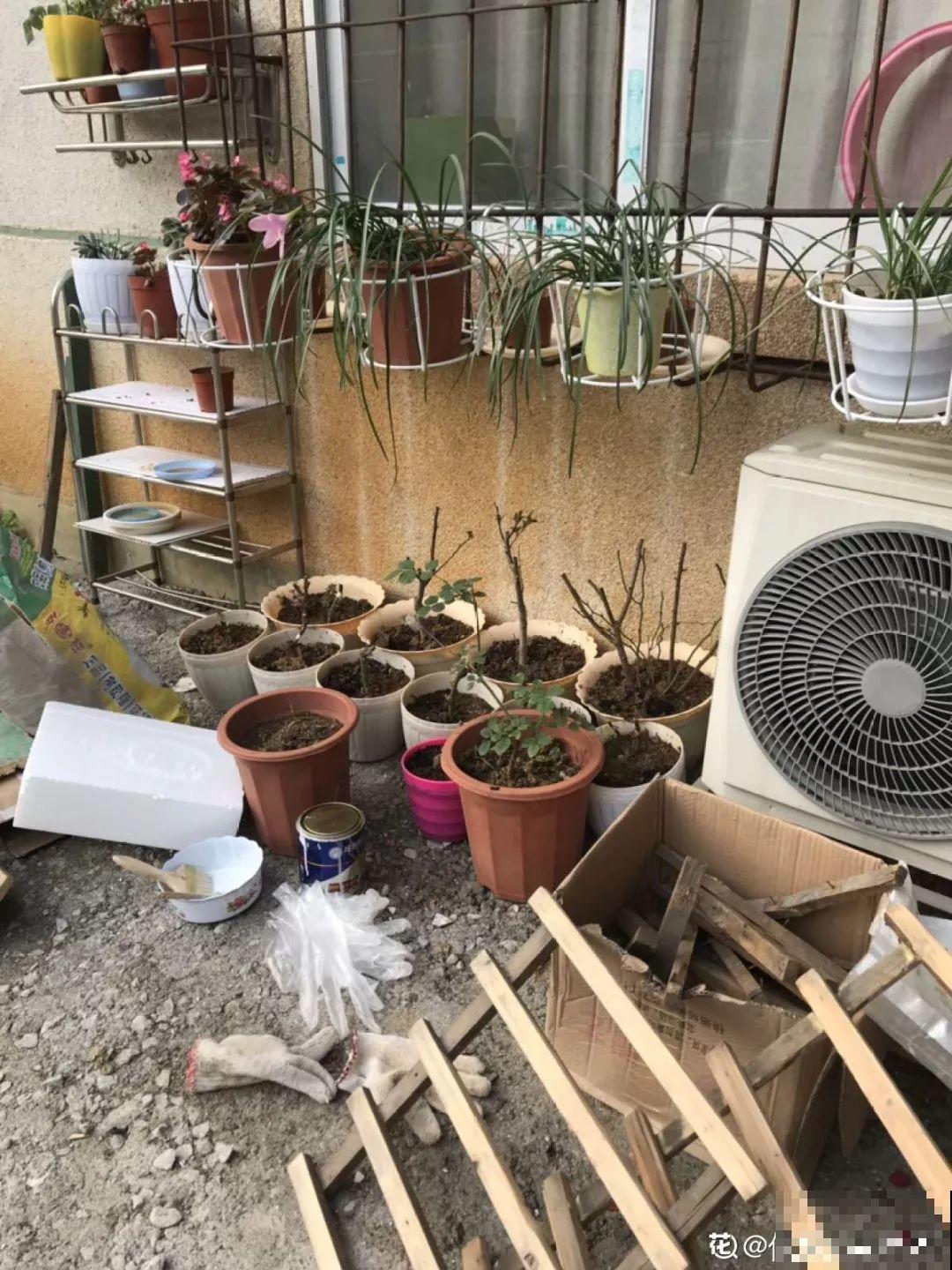 有个小院,养花喂猫,日子越过越充实! 有个小院,养花喂猫,日子越过越充实!