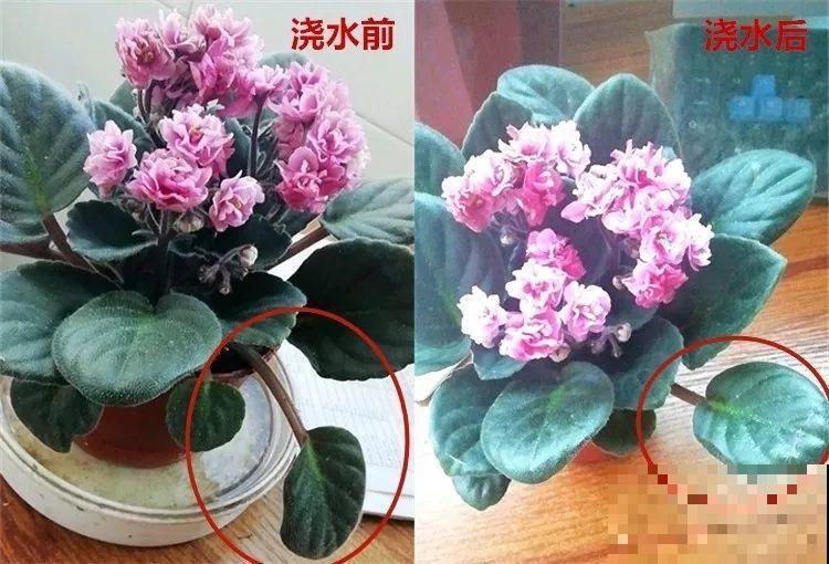 30种花冬天浇水技巧，根不烂，来年春天猛蹿新叶！