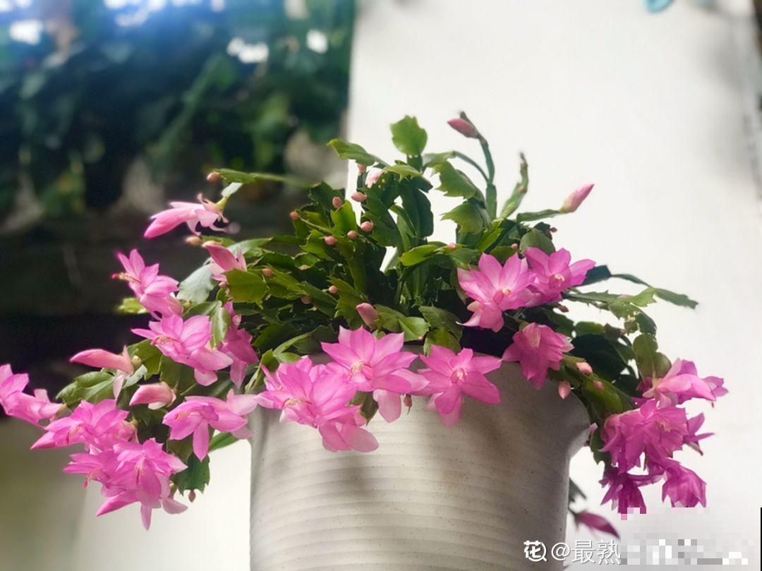 刚冒出来的花苞，被老妈撸去一大半，花竟然越长越好看！