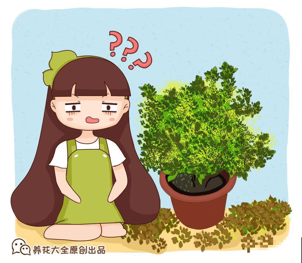 秋冬养花，这种水就别再浇了，不然叶子发黄还哗哗掉！