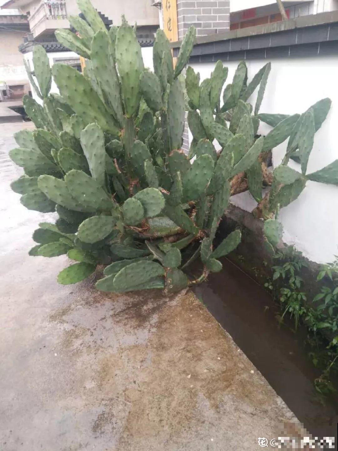 仙人掌的花样吃法，看着就眼馋，赶紧自己在家养一盆！