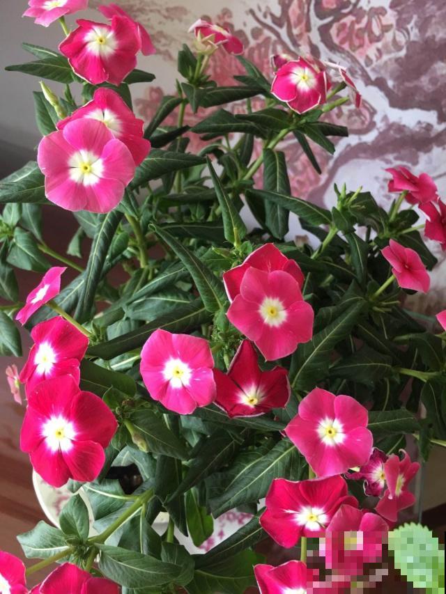 你家长春花还开着吗，这几个妙招学到手，四季常开旺得像假花！