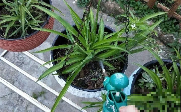 秋天给花浇水，记住3句话，安全过冬不烂根！