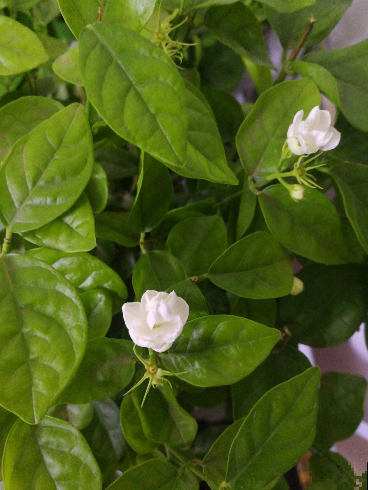 邻居把这1种植物放在卧室，净化空气不说，睡眠改善了不少