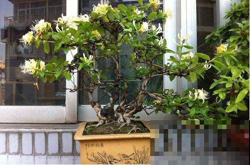 植物枝叶稀疏羸弱，就因为徒长太严重，这种妙药一喷就能重变矮壮