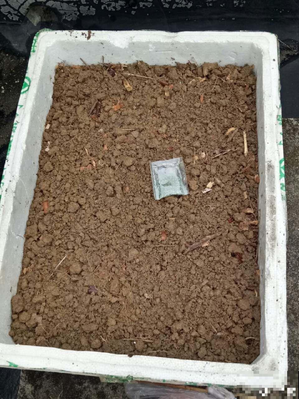 这花就得虐着养，套个袋子捂一捂，揭开立马冒花苞！