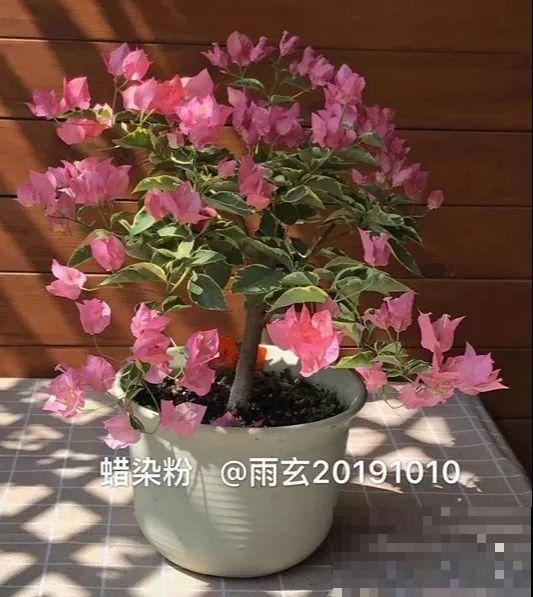 家里有三角梅的，露养断水2个月，安全越冬不用愁！