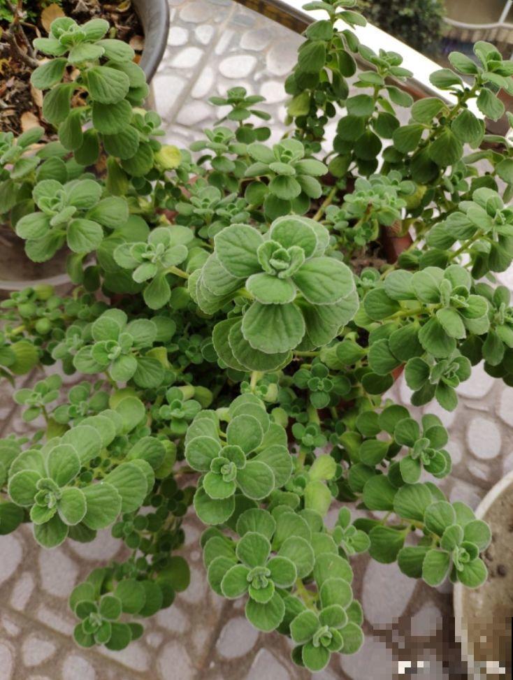 5种花别喷水，一喷叶子就发黄，小心3天掉成光杆！