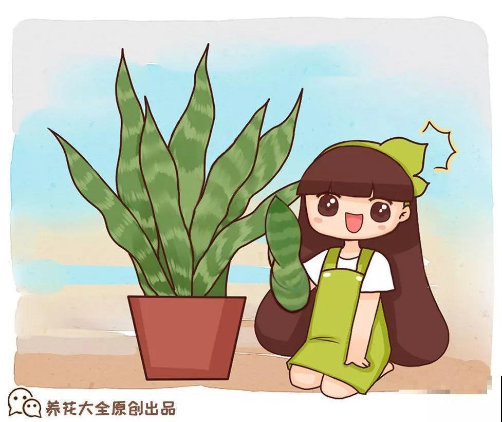降温后养虎皮兰，赶紧断水，小心熬不过冬天！