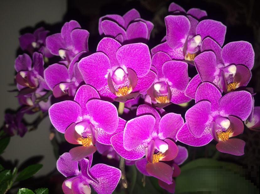 这花是冬天的人气花，花色艳丽，这样养护开花持久