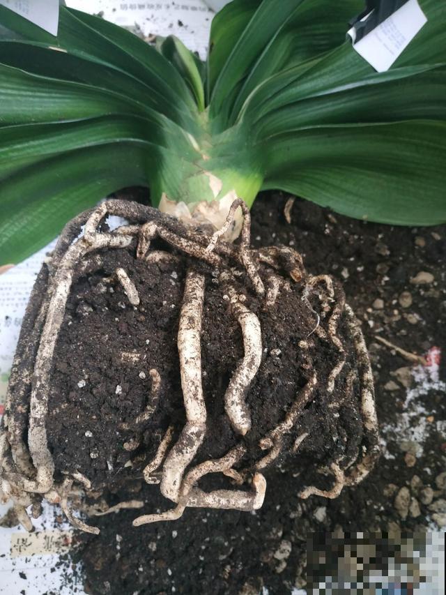 家里植物一年一次的换土，换下的土还有营养价值吗？花农这么处理
