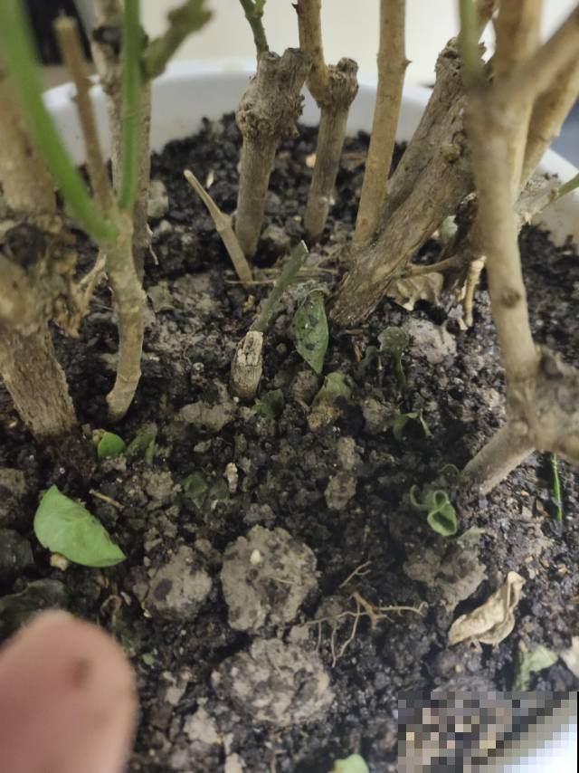家里植物一年一次的换土，换下的土还有营养价值吗？花农这么处理