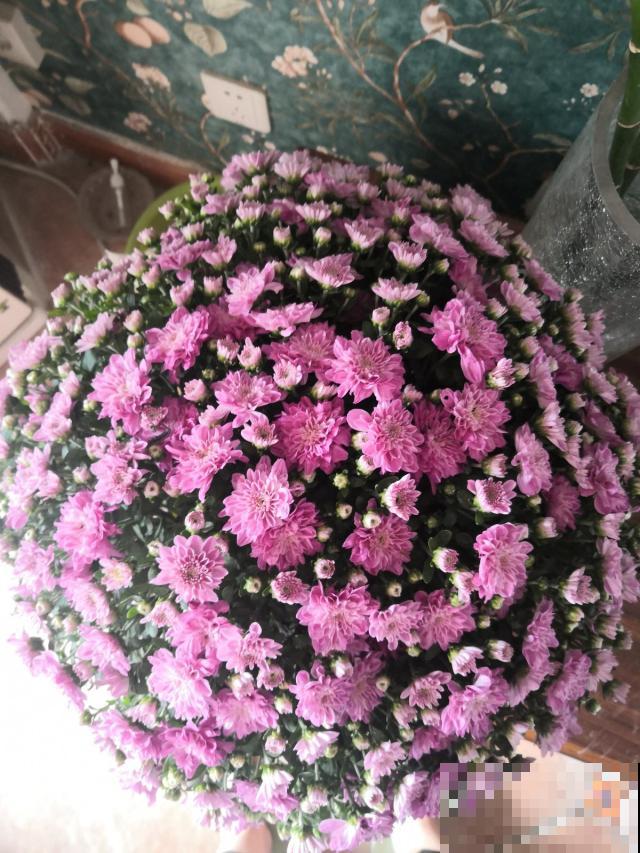 秋天也想花团锦簇？这花一盆就能开爆阳台，再小的盆也能开十几朵