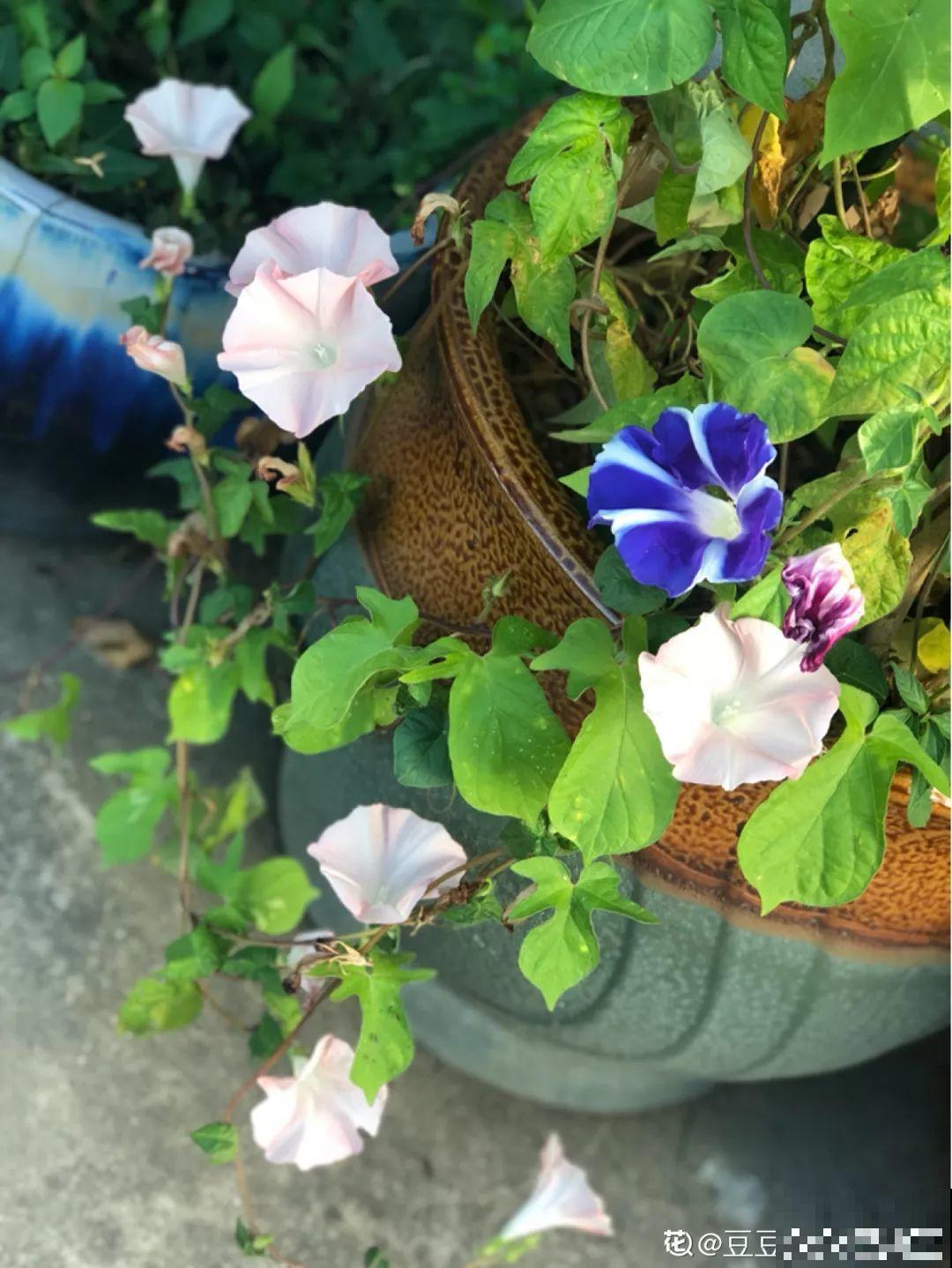 不同季节种不一样的花，这样的院子，才是我心中的世外桃源！