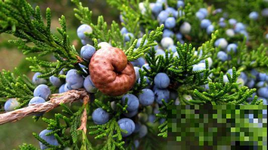 见过柏树结果子吗？形状奇特味道清香，好多人去山上抢着摘！