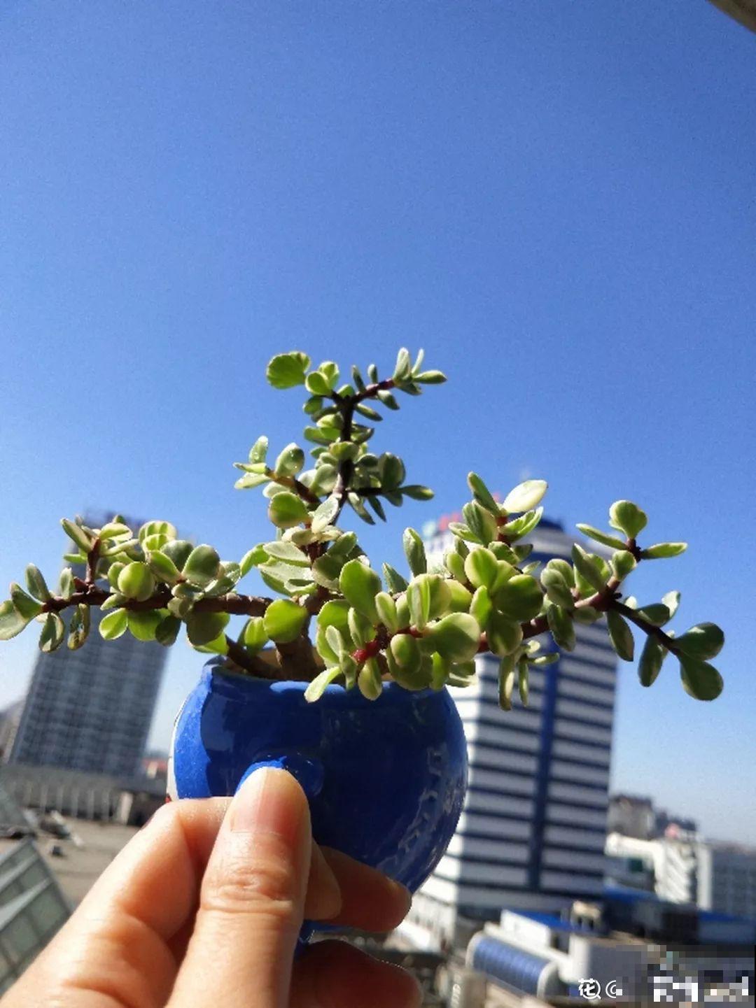 2块钱的多肉苗，随便养养，1个月长成老桩！