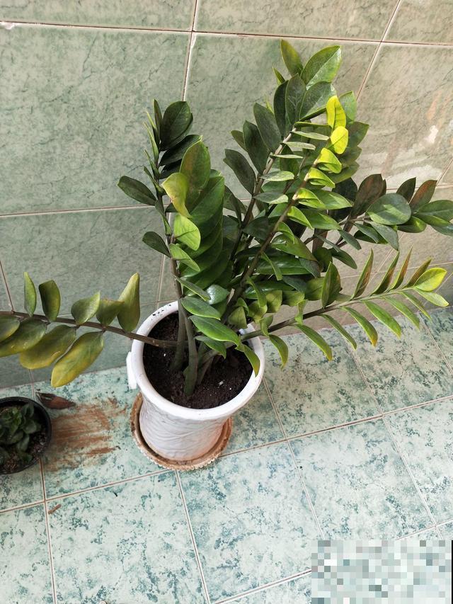 家里植物一年一次的换土，换下的土还有营养价值吗？花农这么处理