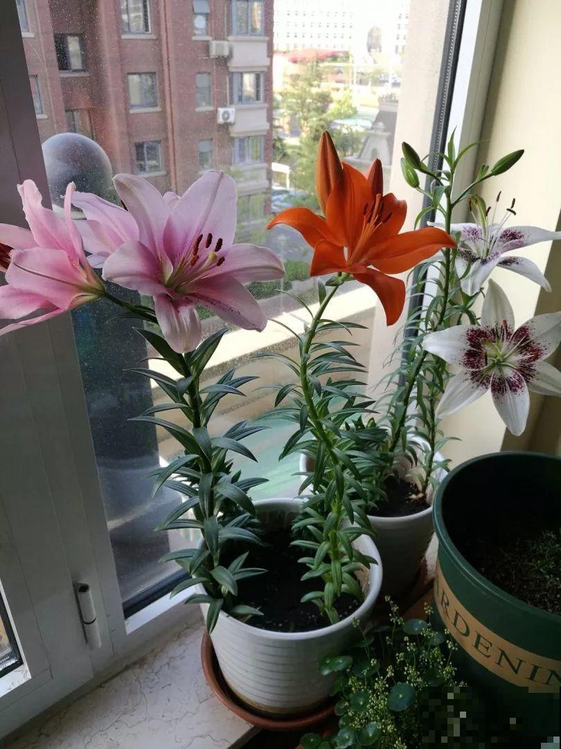 这花开败后，别着急剪叶子，小心明年不开花！