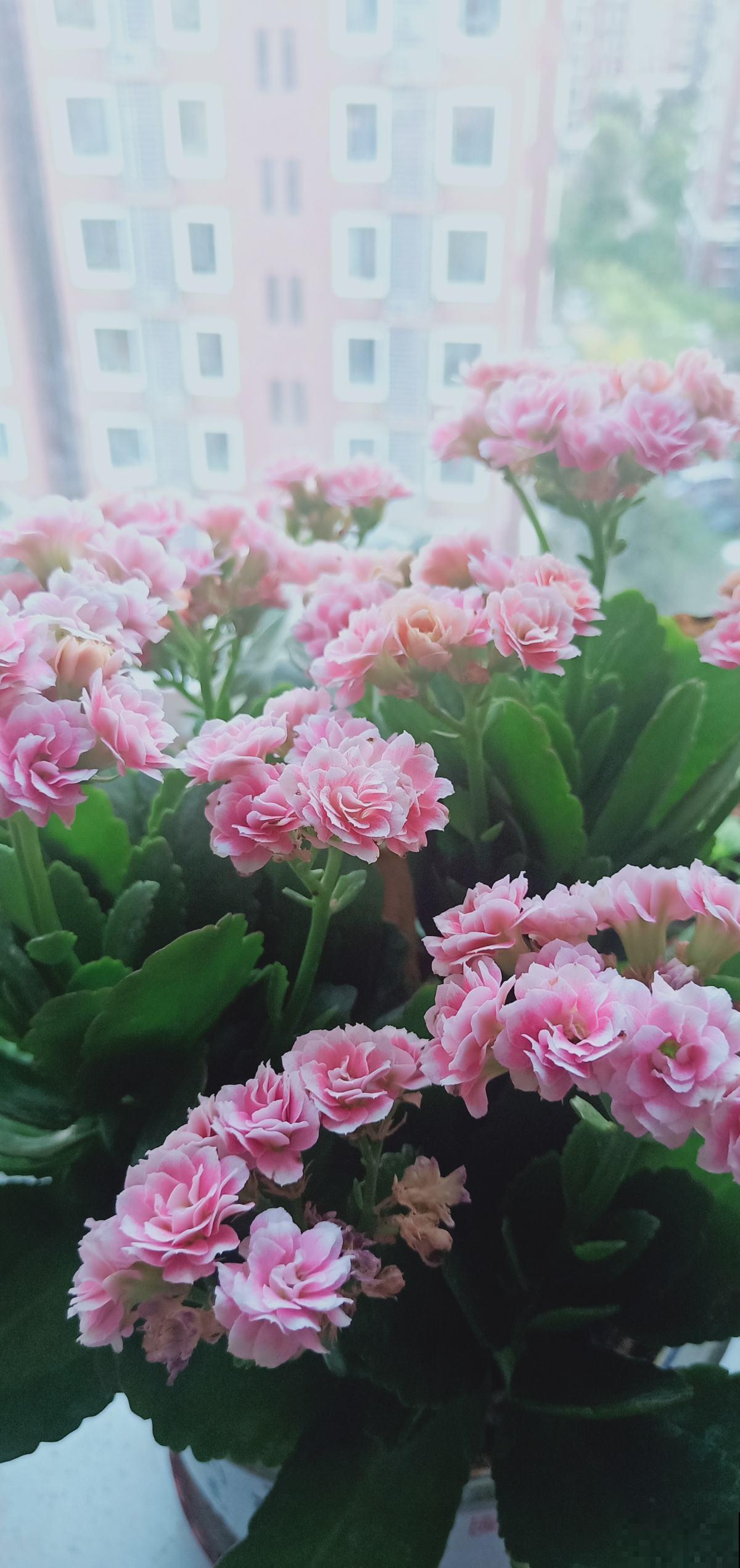 长寿花开成花球真带劲，用上这仨绝招，俩星期就催出“满头苞”！