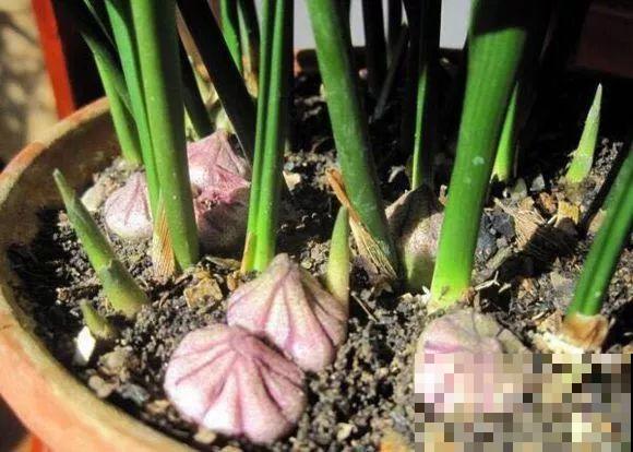 平时丑到没人看得花，一开花就惊艳，长得像只小蜘蛛！