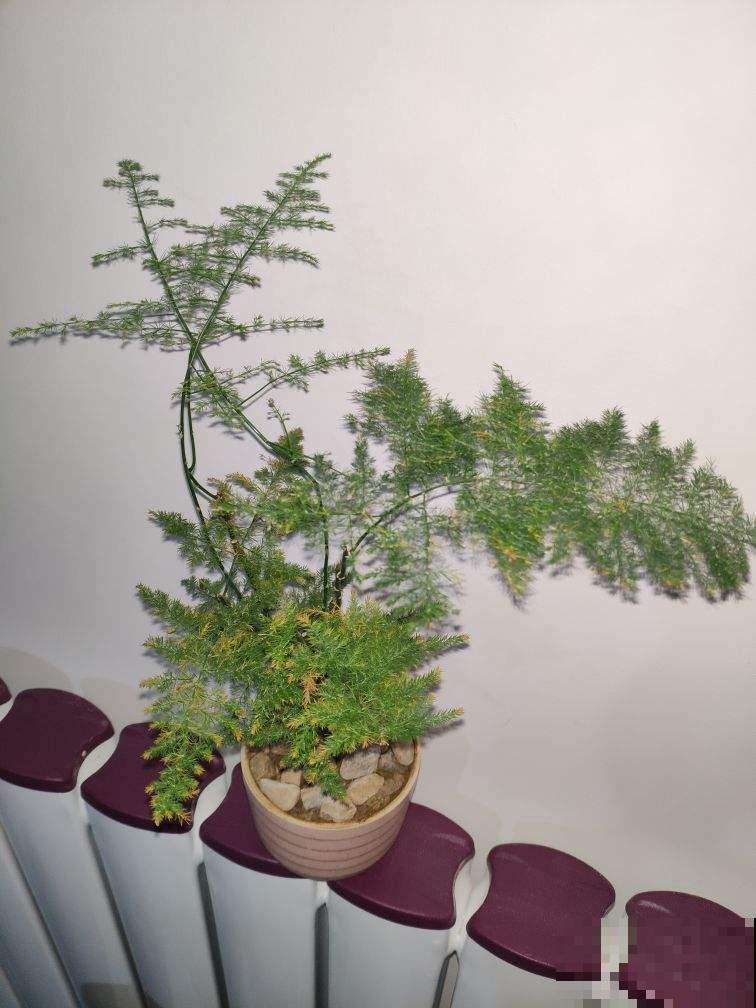 这花文雅高洁，叶子黄了太影响颜值了，这样解决