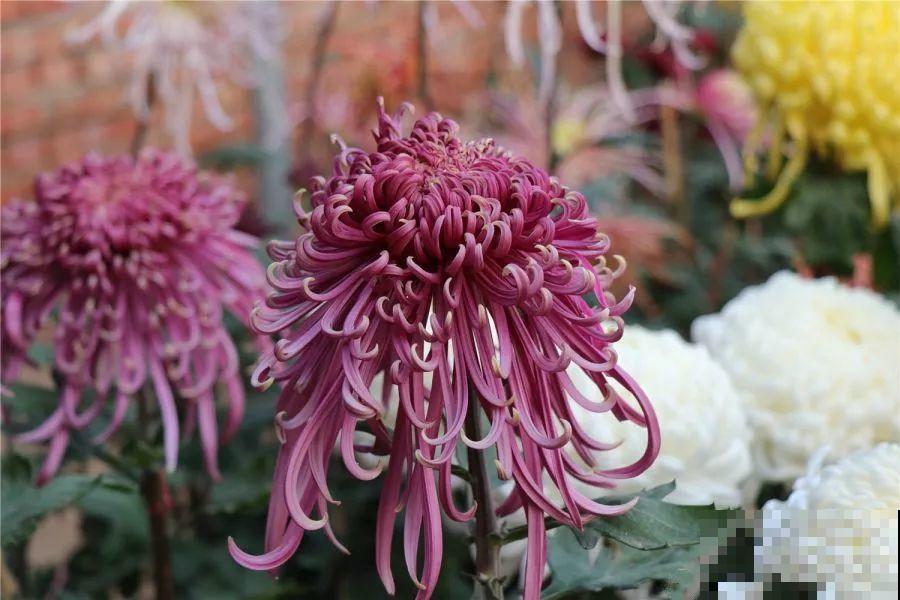 秋天最美、最耐寒的花，开花遍地金黄，看一眼就挪不动地！