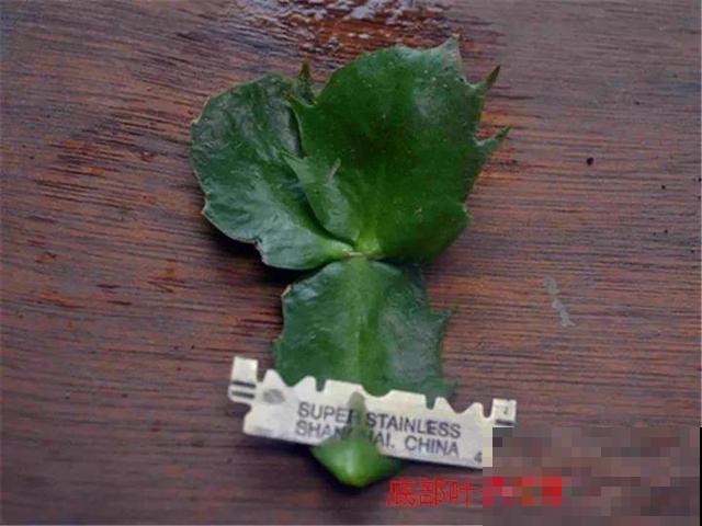 这3种花超耐旱，半个月不浇水，反而开花更多