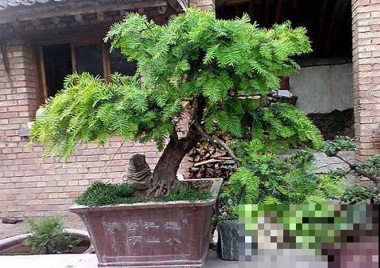 邻居在家把红豆杉变身盆景，别人出高价也不卖，看着就超有成就感
