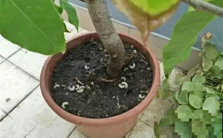 盆里有这3个东西，赶紧换盆换土，不然花越长越差！