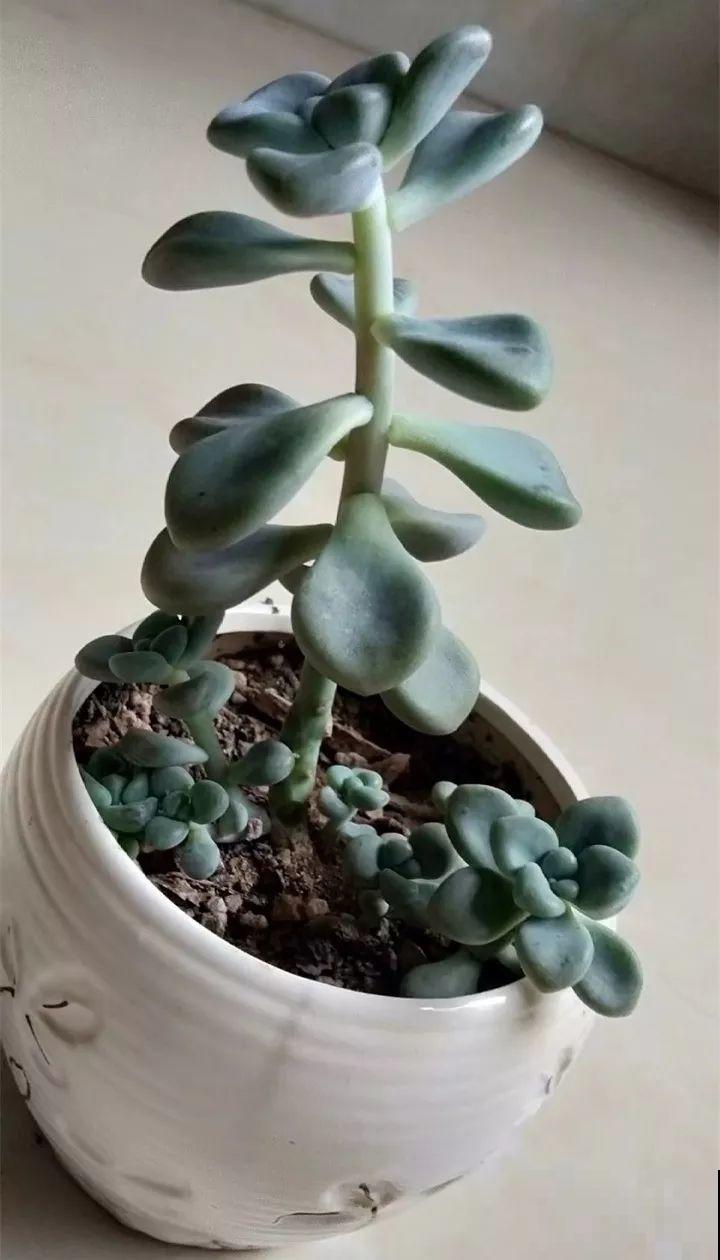 只用一根线，轻松解决多肉砍头难题，半月窜出一圈芽！