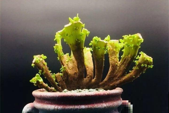 多肉越丑越值钱，切碎埋土里，养好能卖好几百！