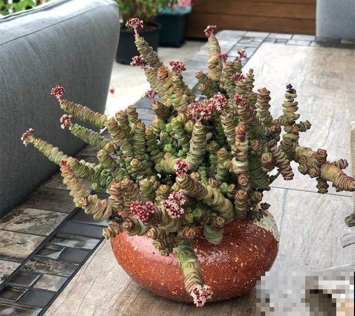 这花天生发财命，在家摆一盆，新的一年好运连连！