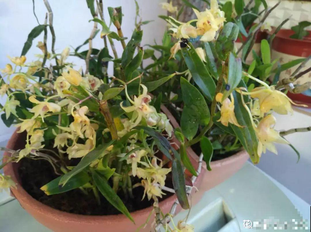 4种花爱长胡子，越多长越好，看到了可别瞎剪！