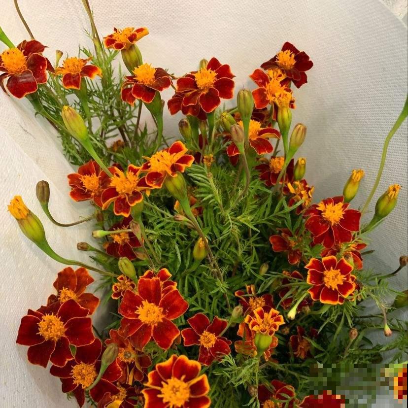 这花可真抗冻，从现在一只开到明年春，播种60多天就开花！