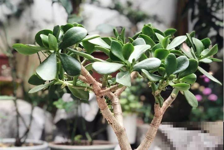 40种常见花，冬天就这么养，叶子绿油油照开不误！