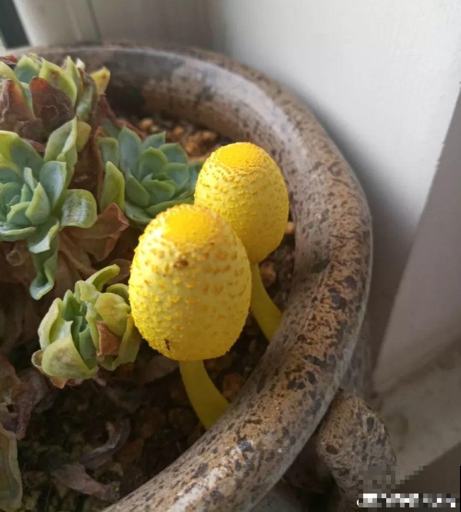 盆里有这3个东西，赶紧换盆换土，不然花越长越差！