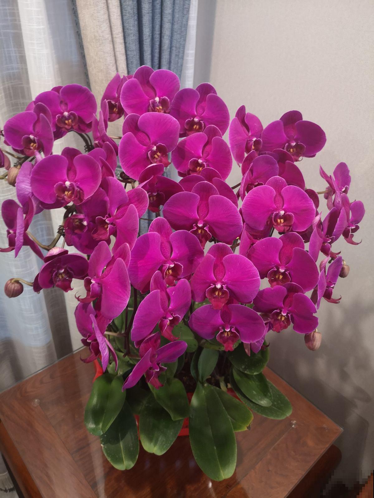 这花是冬天的人气花，花色艳丽，这样养护开花持久
