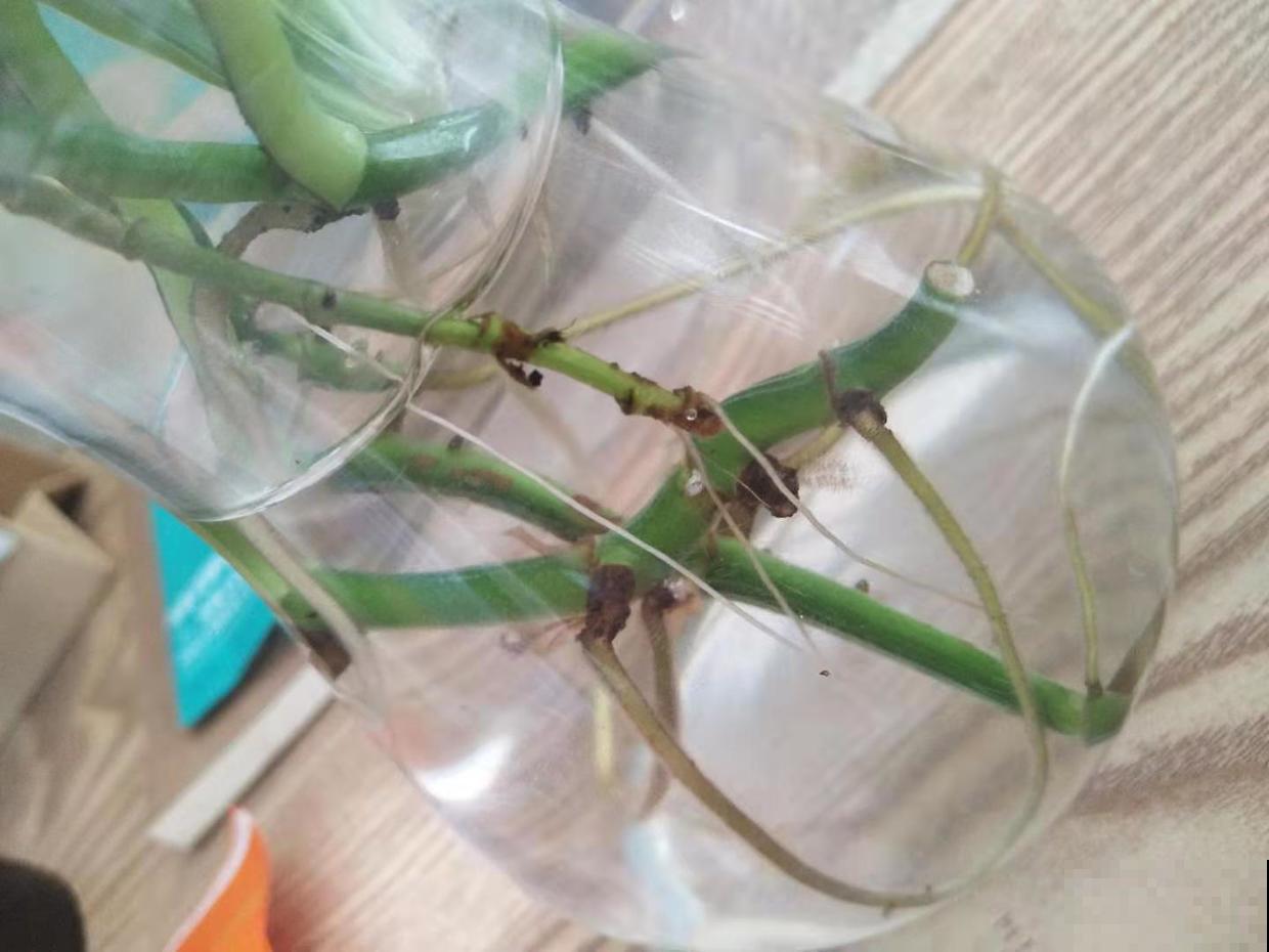 分享养绿萝小经验，回家也这么干，绿萝两周就发芽！