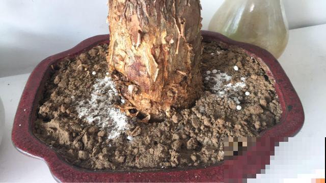 家里植物一年一次的换土，换下的土还有营养价值吗？花农这么处理