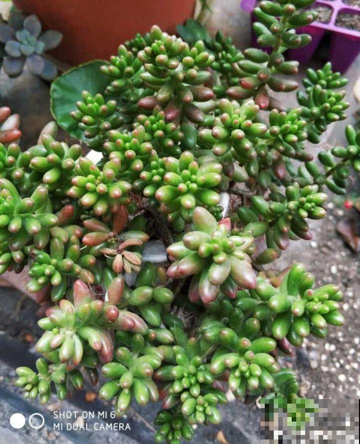 别人玉缀一盆栽5棵，而你就栽一棵，就这样还想爆盆？