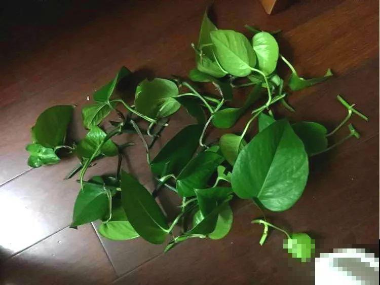 3种花，就得趁现在扦插，再晚就不生根了！