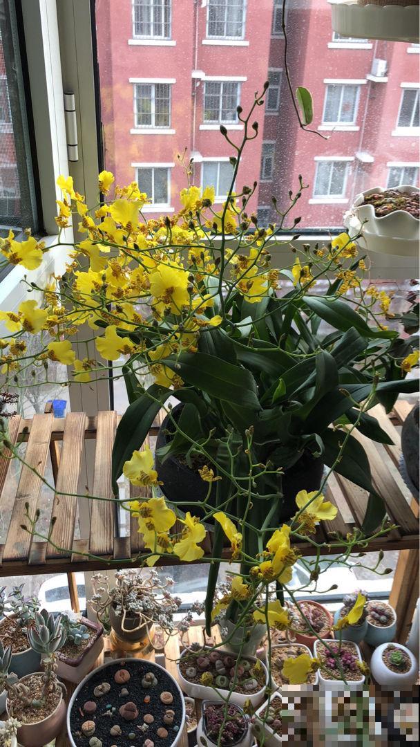 这花被叫做“吉祥花”，长得像美艳舞女，现在种一棵开出满盆花！